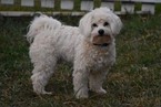 Small Photo #1 Coton de Tulear Puppy For Sale in FELTON, PA, USA