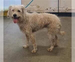 Poocan Dogs for adoption in Camarillo, CA, USA