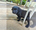 Small #1 Shepweiller