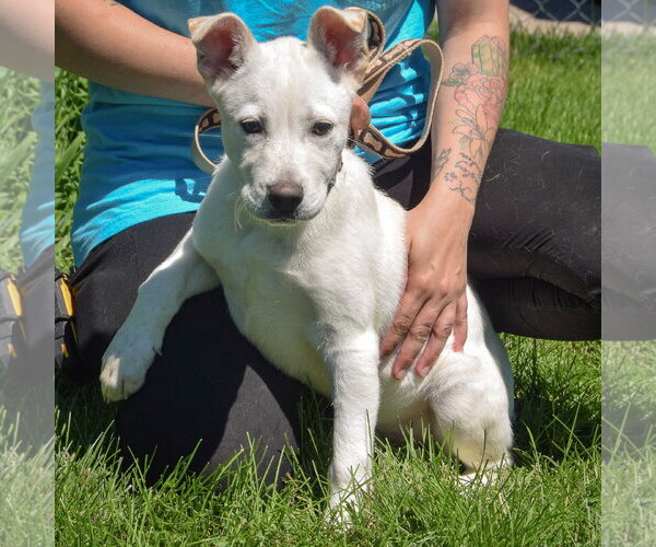 Medium Photo #2 Shepradors Puppy For Sale in Huntley, IL, USA