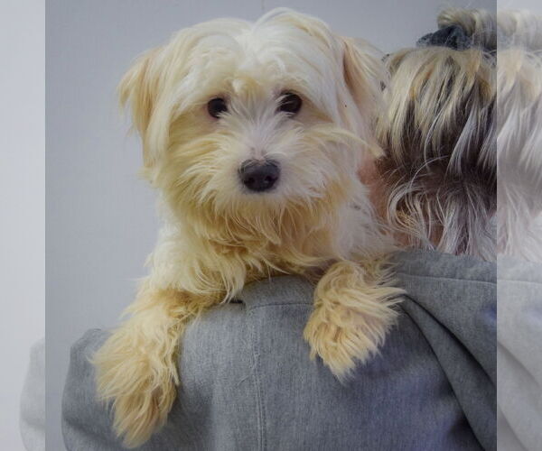 Medium Photo #5 Maltese Puppy For Sale in Huntley, IL, USA