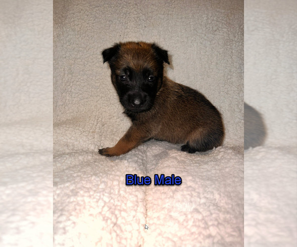 Medium Photo #10 Belgian Malinois Puppy For Sale in HOUSTON, TX, USA