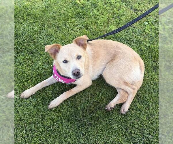 Medium Photo #17 Labrador Retriever-Unknown Mix Puppy For Sale in San Diego, CA, USA