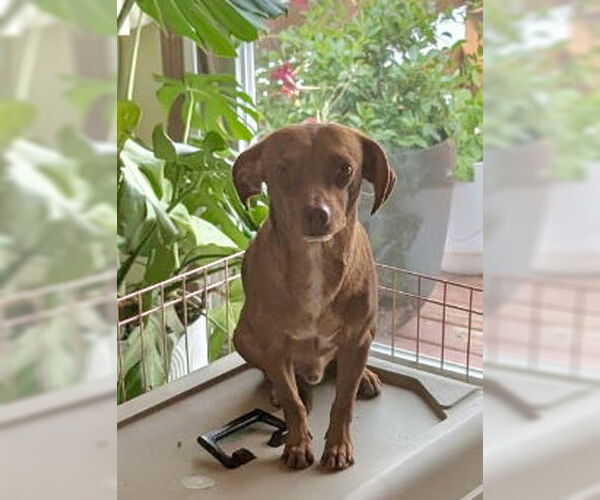 Medium Photo #1 Dachshund-Unknown Mix Puppy For Sale in Omaha, NE, USA