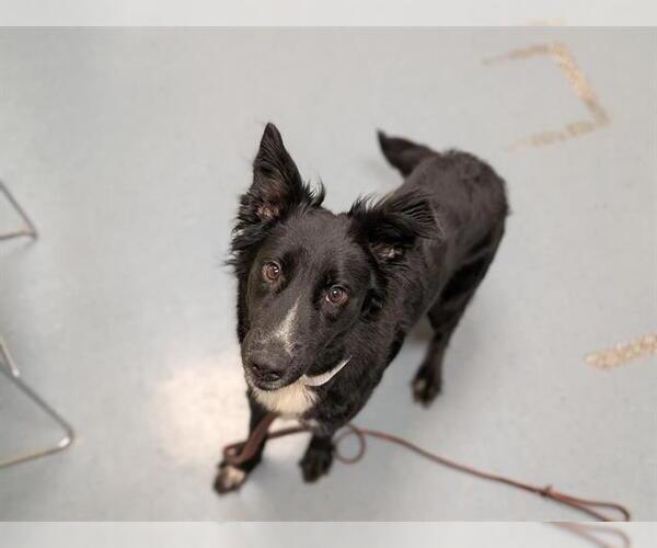 Medium Photo #1 Border Collie Puppy For Sale in Denver, CO, USA