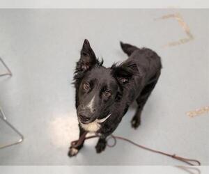 Border Collie Dogs for adoption in Denver, CO, USA