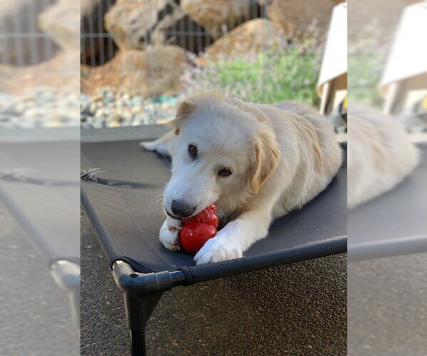Medium Photo #8 Great Pyrenees Puppy For Sale in Spring, TX, USA