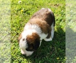 Small #5 Saint Bernard