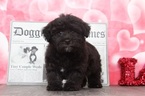 Small Photo #3 Poodle (Toy)-Yorkshire Terrier Mix Puppy For Sale in BEL AIR, MD, USA