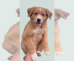 Small Collie Mix