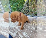 Small Photo #1 Labrador Retriever Puppy For Sale in ACUSHNET, MA, USA