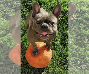 Father of the French Bulldog puppies born on 03/29/2023