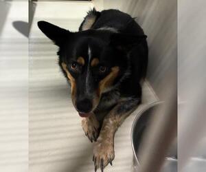 Australian Cattle Dog Dogs for adoption in Bakersfield, CA, USA