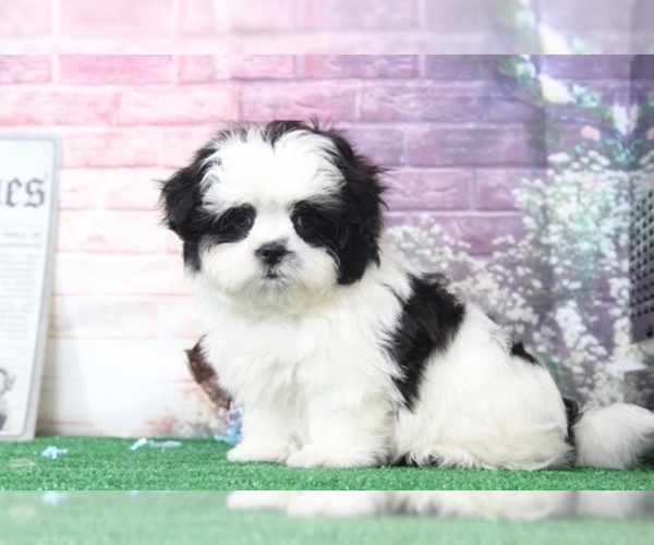 Medium Photo #1 Mal-Shi Puppy For Sale in BEL AIR, MD, USA