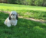 Small Photo #1 Shih Tzu Puppy For Sale in BLACKFOOT, ID, USA