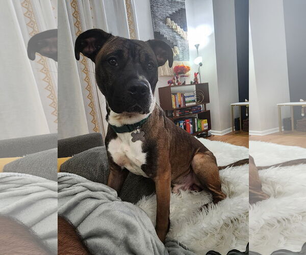 Medium Photo #11 Boxer-Unknown Mix Puppy For Sale in Holly Springs, NC, USA