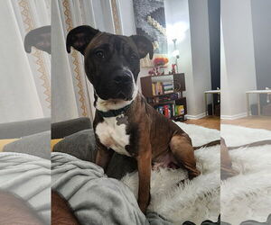Kobe - Male Boxer-Unknown Mix Dog for Adoption - Photo #11