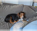 Small #19 Beagle
