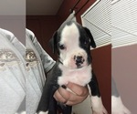Small Photo #4 Boxer Puppy For Sale in BAKERSFIELD, CA, USA