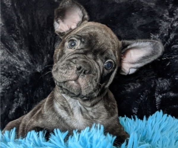Medium Photo #3 French Bulldog Puppy For Sale in ROSEMEAD, CA, USA