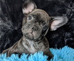 Small Photo #3 French Bulldog Puppy For Sale in ROSEMEAD, CA, USA