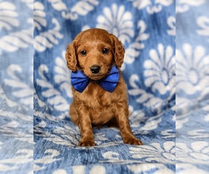 Goldendoodle (Miniature) Puppy for sale in OXFORD, PA, USA