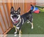 Small Siberian Husky Mix