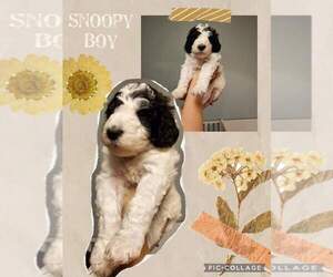 Double Doodle Puppy for sale in CHEHALIS, WA, USA