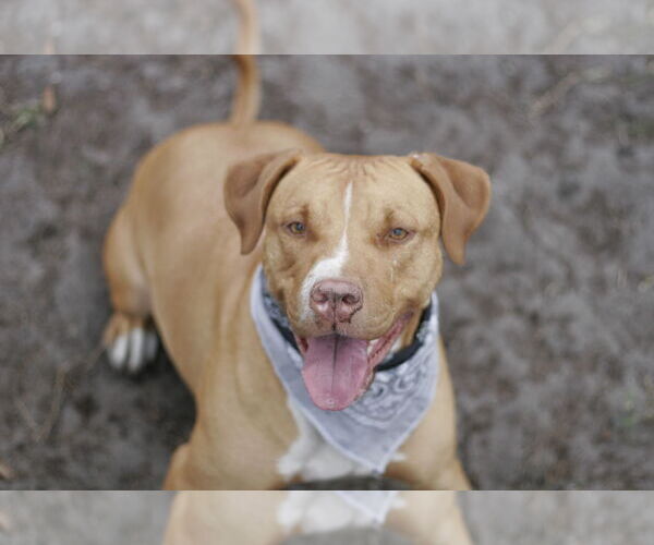 Medium Photo #11 American Staffordshire Terrier-Unknown Mix Puppy For Sale in Sanford, FL, USA