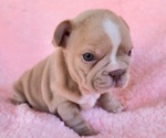 Small Photo #2 French Bulldog Puppy For Sale in LAS VEGAS, NV, USA
