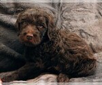 Small Photo #2 Labradoodle Puppy For Sale in JOPLIN, MO, USA