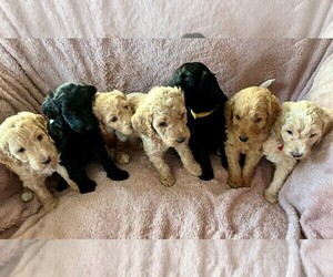 Goldendoodle Puppy for Sale in EARL PARK, Indiana USA