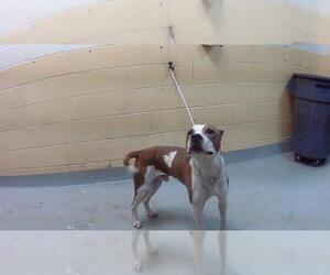 American Pit Bull Terrier Dogs for adoption in Tulsa, OK, USA