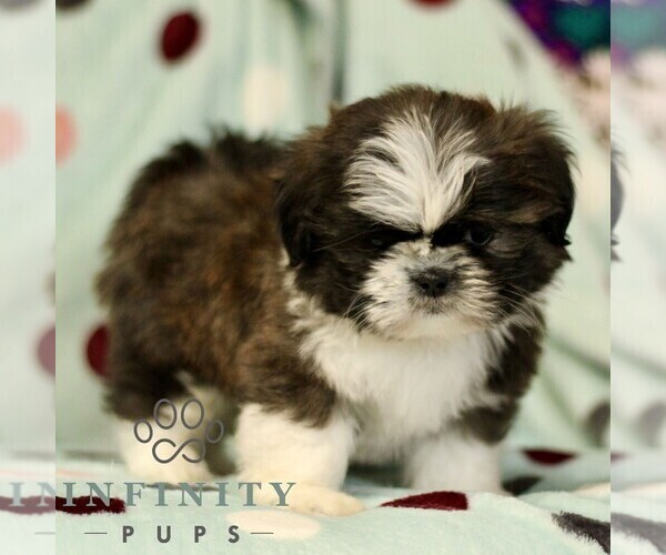 Medium Photo #2 Shih Tzu Puppy For Sale in BIRD IN HAND, PA, USA