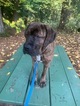 Small Photo #6 Cane Corso Puppy For Sale in HILLSBORO, OR, USA