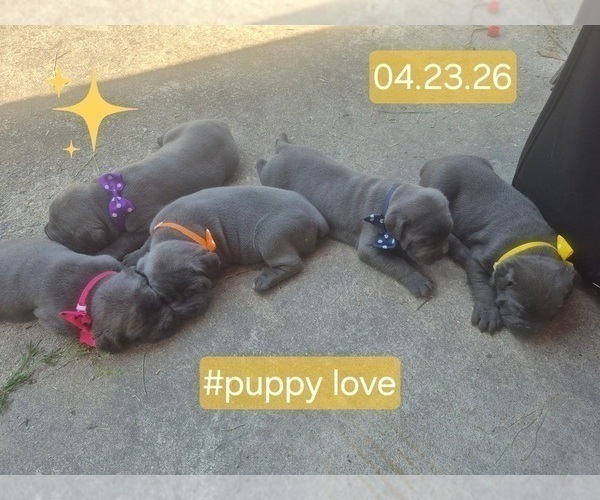 Medium Photo #25 Cane Corso Puppy For Sale in COLUMBIA, SC, USA