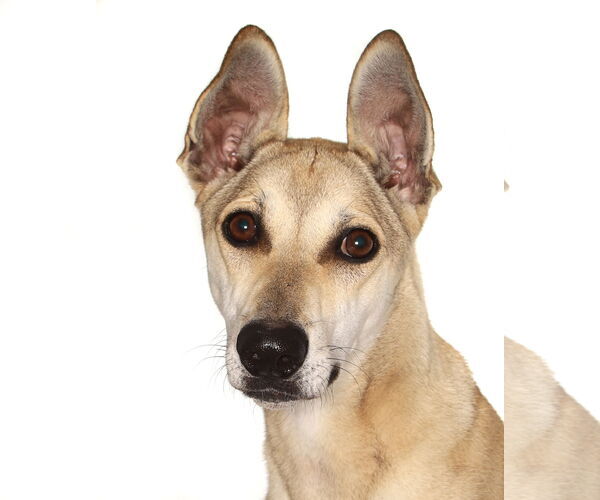 Medium Photo #3 Greyhound-Unknown Mix Puppy For Sale in Oakland Park, FL, USA