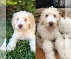 Goldendoodle-Poodle (Standard) Mix Puppy for sale in FREDERICKTOWN, MO, USA