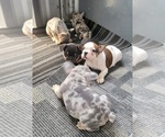 Small Photo #2 French Bulldog Puppy For Sale in GOBLES, MI, USA