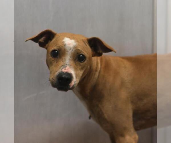 Medium Photo #1 American Staffordshire Terrier-Unknown Mix Puppy For Sale in San Antonio, TX, USA