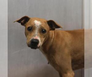 American Staffordshire Terrier-Unknown Mix Dogs for adoption in San Antonio, TX, USA