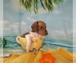 Small #19 Dachshund