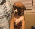 Small Photo #5 Australian Shepherd-Boxer Mix Puppy For Sale in LOUISVILLE, KY, USA