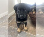 Small #2 German Shepherd Dog Mix