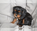 Puppy Banjo Cavalier King Charles Spaniel