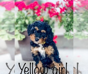 Bernedoodle (Miniature) Puppy for sale in HYDE PARK, UT, USA