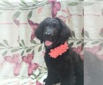 Small Photo #15 Goldendoodle Puppy For Sale in ARTESIA, CA, USA