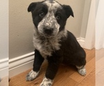 Small Photo #4 Australian Cattle Dog-Border Collie Mix Puppy For Sale in ODIN, IL, USA