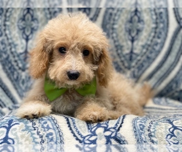 Medium Photo #11 Bichpoo Puppy For Sale in LAKELAND, FL, USA