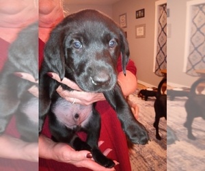 Labrador Retriever Puppy for sale in ALTOONA, WI, USA